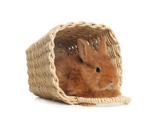 Adorable fluffy bunny in wicker basket isolated on white. Easter symbol