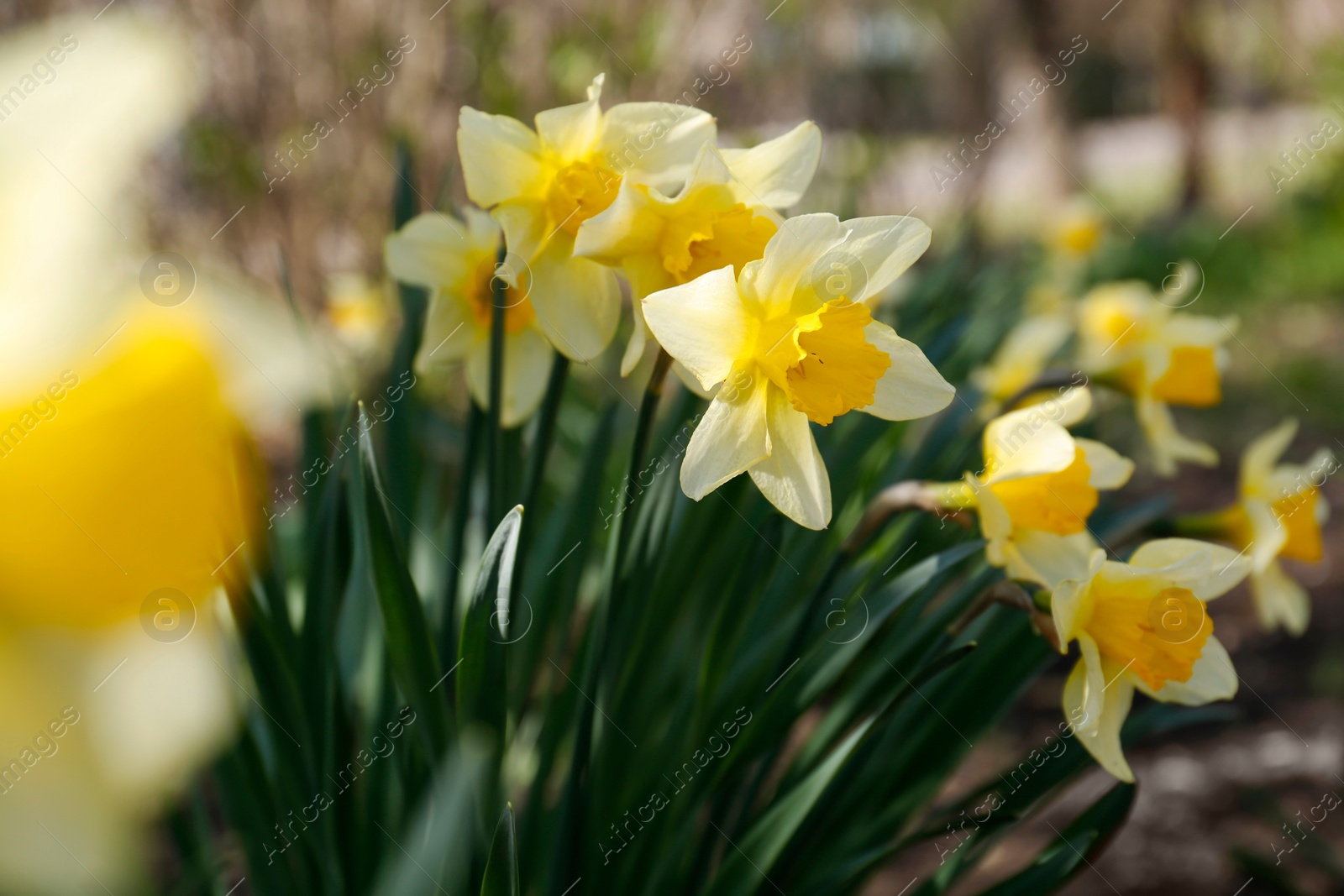 Photo of Beautiful yellow daffodils outdoors on spring day, closeup