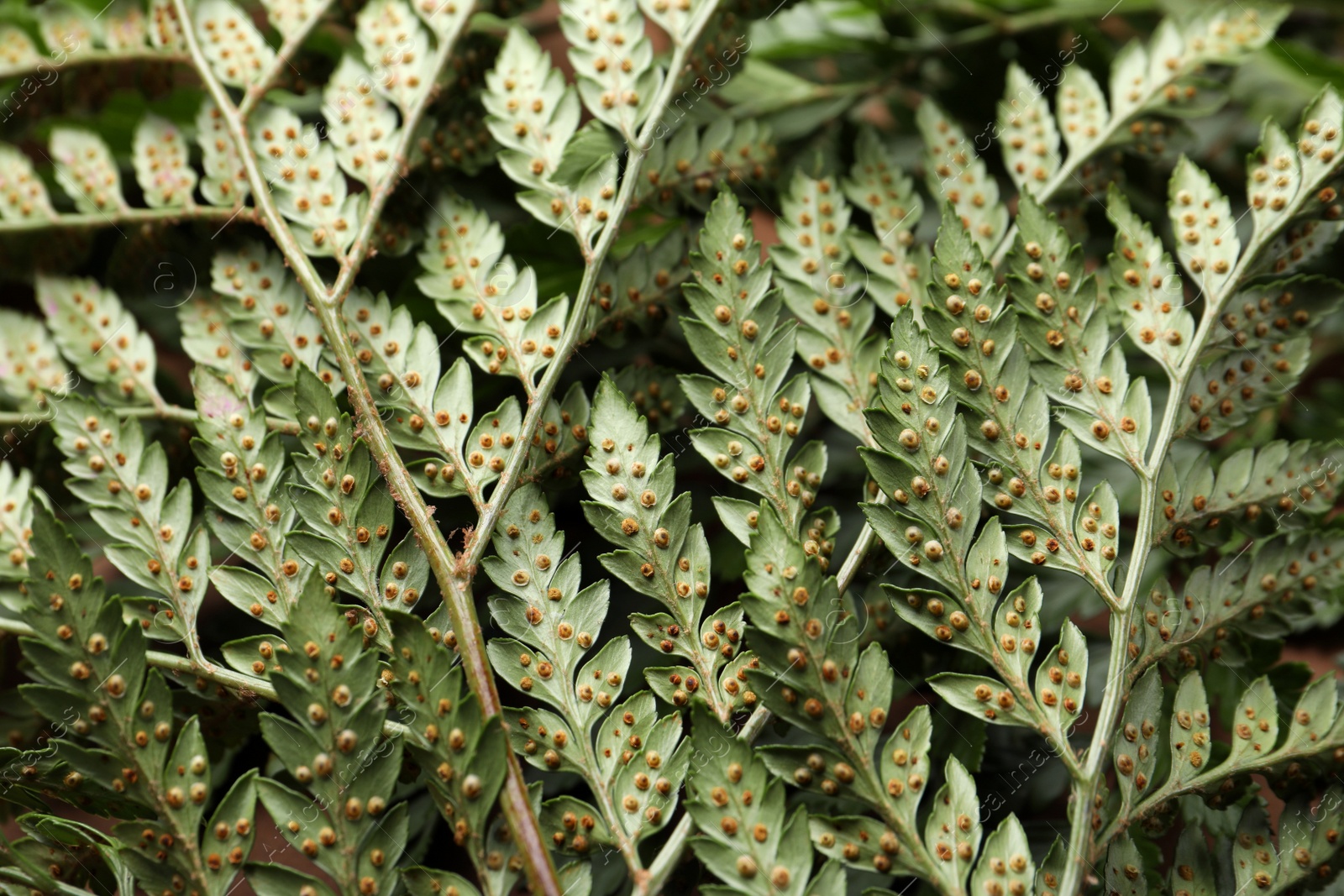 Photo of Beautiful tropical fern leaves as background, closeup