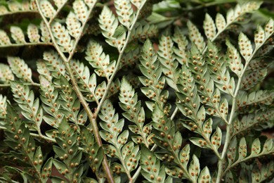 Beautiful tropical fern leaves as background, closeup