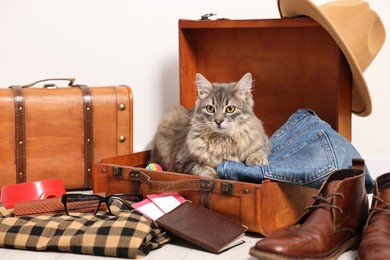 Travel with pet. Cat, clothes, passport, tickets and suitcases indoors