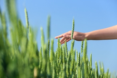 Photo of Woman in wheat field on sunny summer day, closeup on hand. Amazing nature