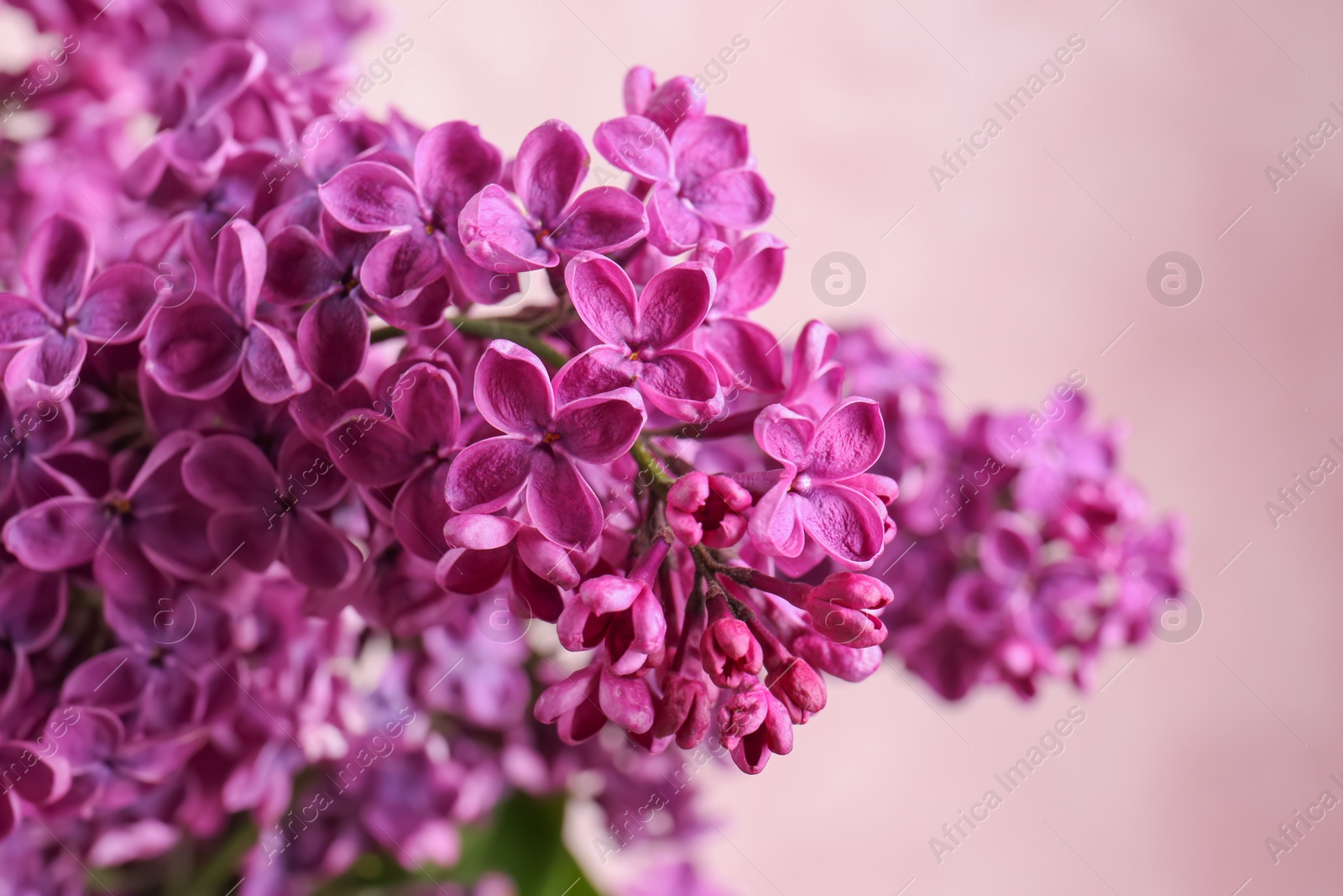 Photo of Closeup view of beautiful lilac flowers on pink background
