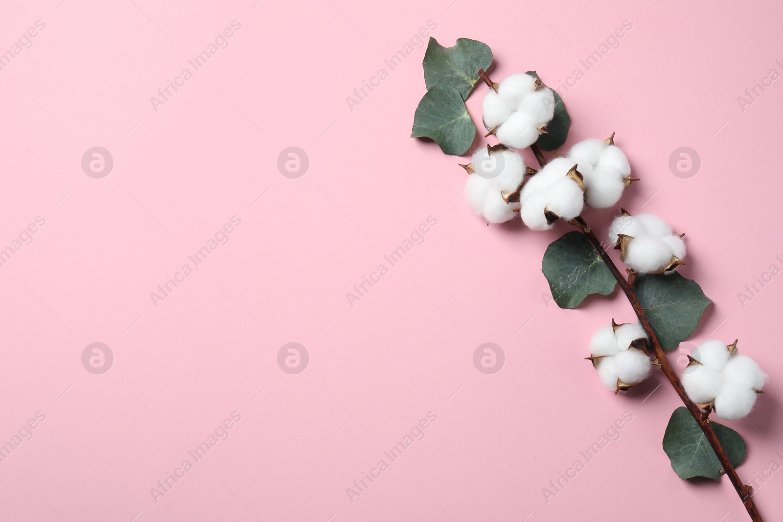 Photo of Cotton branch with fluffy flowers and eucalyptus leaves on pink background, top view. Space for text