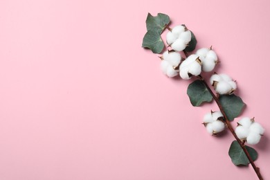 Cotton branch with fluffy flowers and eucalyptus leaves on pink background, top view. Space for text