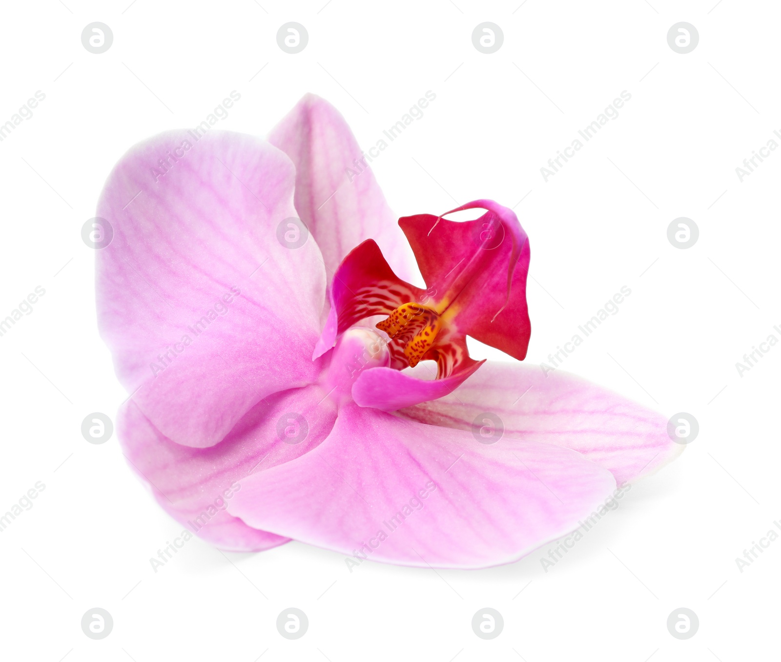 Photo of Flower of beautiful pink Phalaenopsis orchid isolated on white