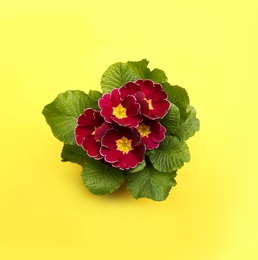 Photo of Beautiful primula (primrose) plant with red flowers on yellow background, top view. Spring blossom
