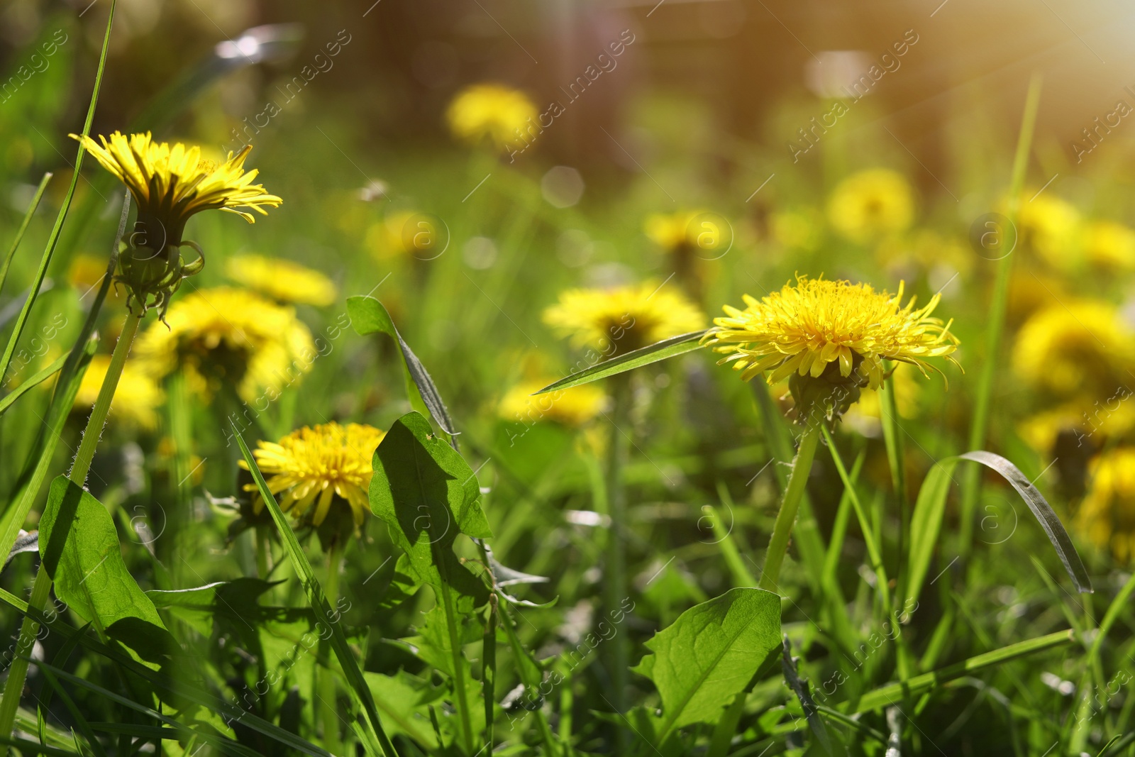 Photo of Beautiful bright yellow dandelions in green grass on sunny day, closeup