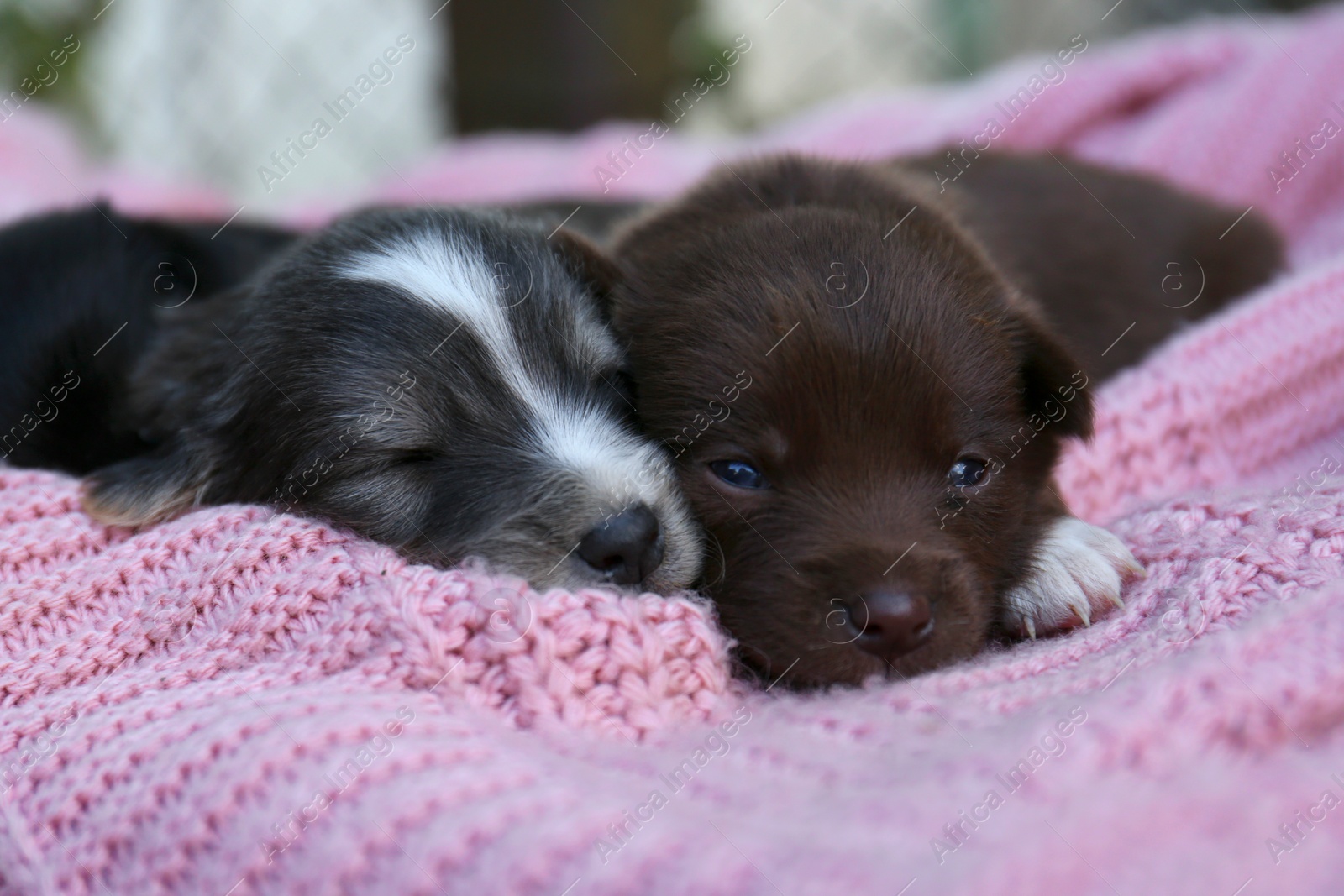 Photo of Cute puppies lying on pink knitted blanket, closeup