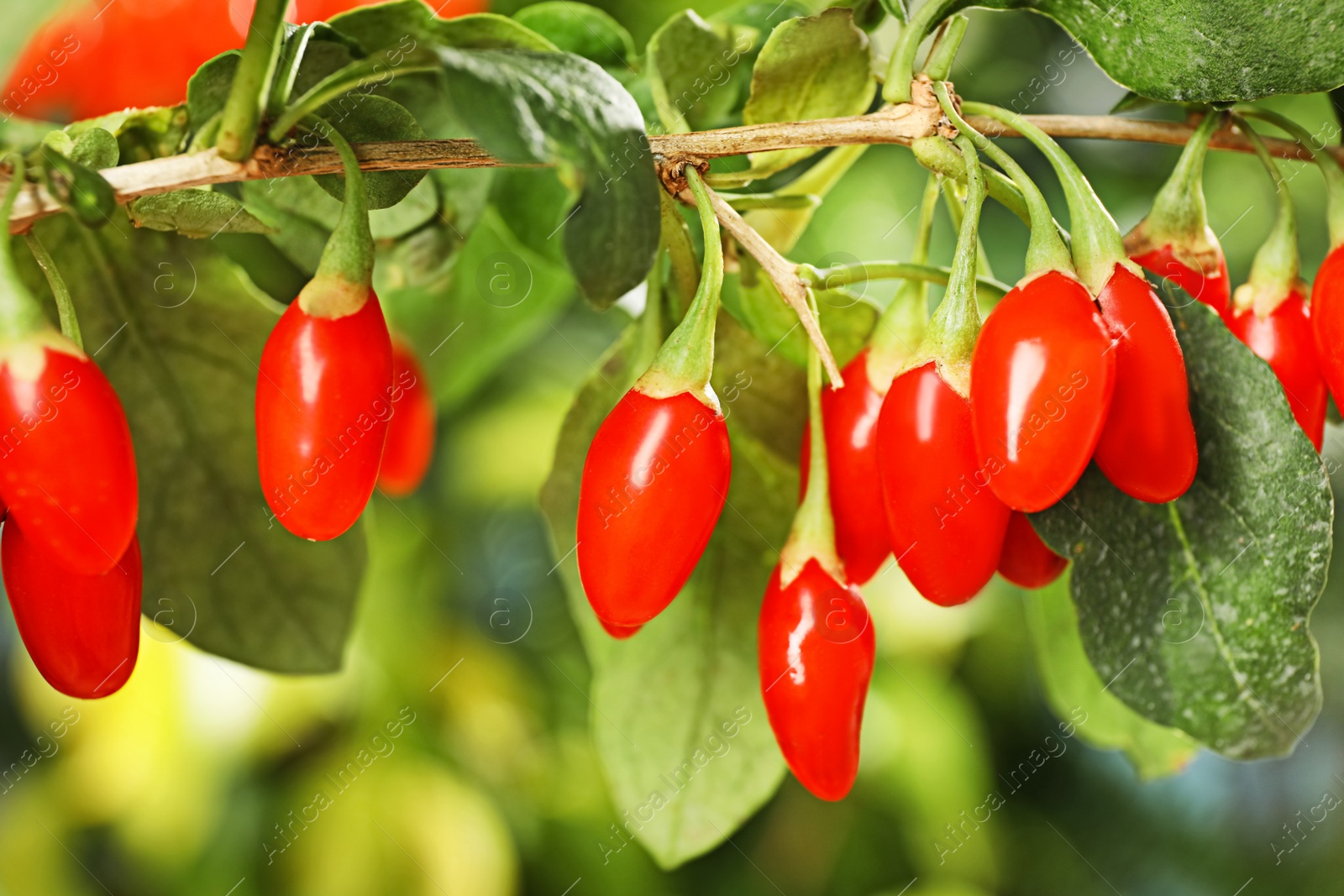 Photo of Branch with ripe fresh goji berries in garden