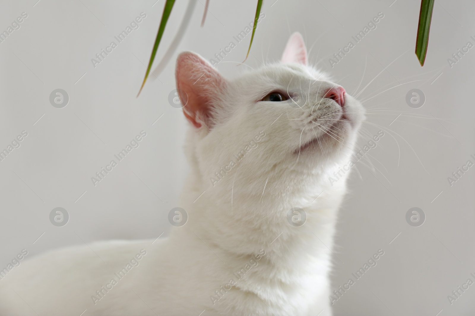 Photo of Beautiful white cat indoors. Professional animal photography