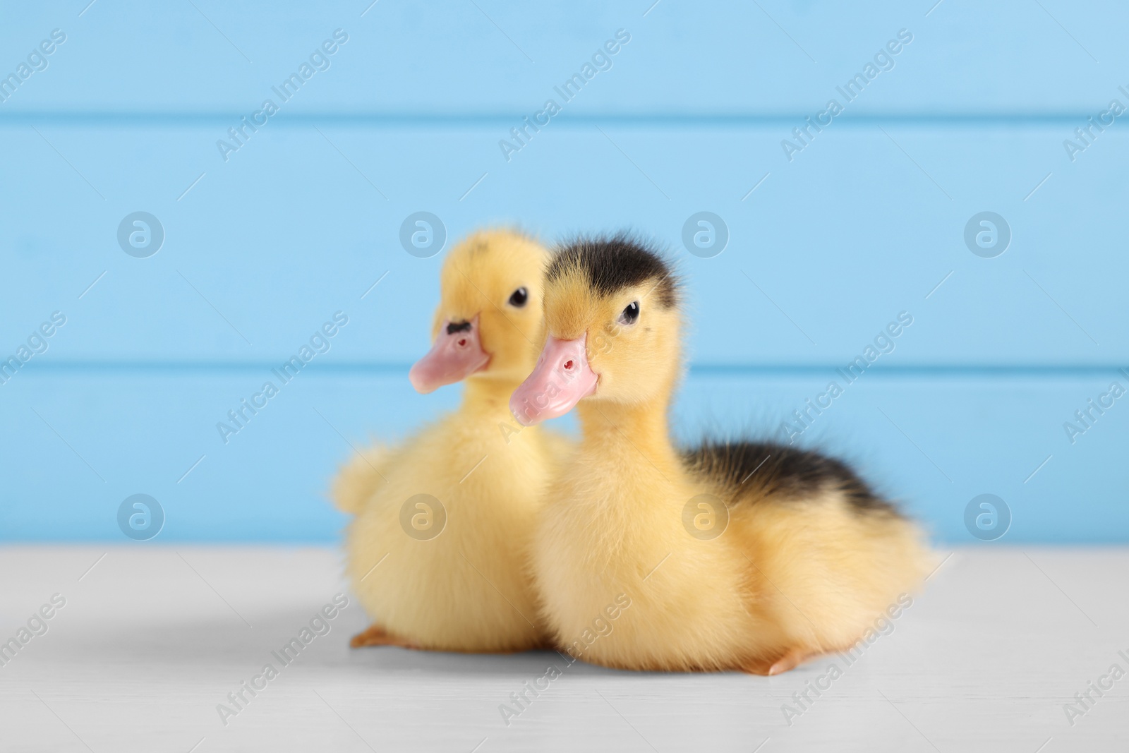 Photo of Baby animals. Cute fluffy ducklings on white wooden table near light blue wall, space for text