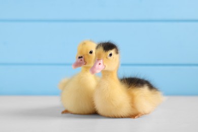 Photo of Baby animals. Cute fluffy ducklings on white wooden table near light blue wall, space for text