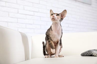 Photo of Adorable Sphynx cat on sofa at home. Cute friendly pet