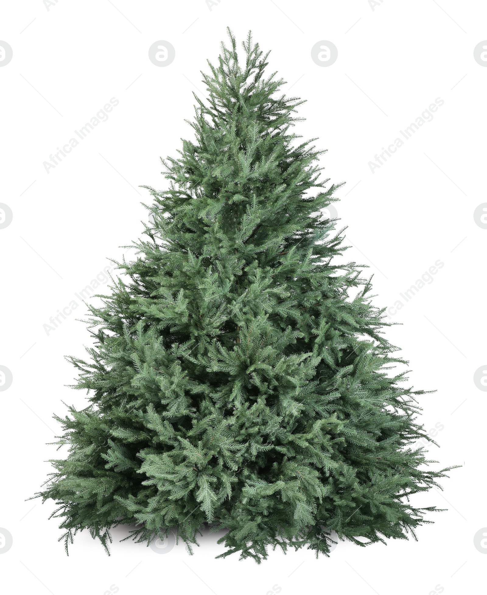 Photo of One green Christmas tree isolated on white