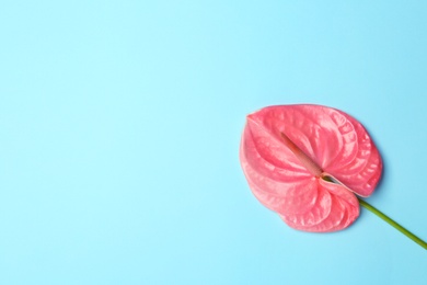 Beautiful pink anthurium flower on blue background. Tropical plant