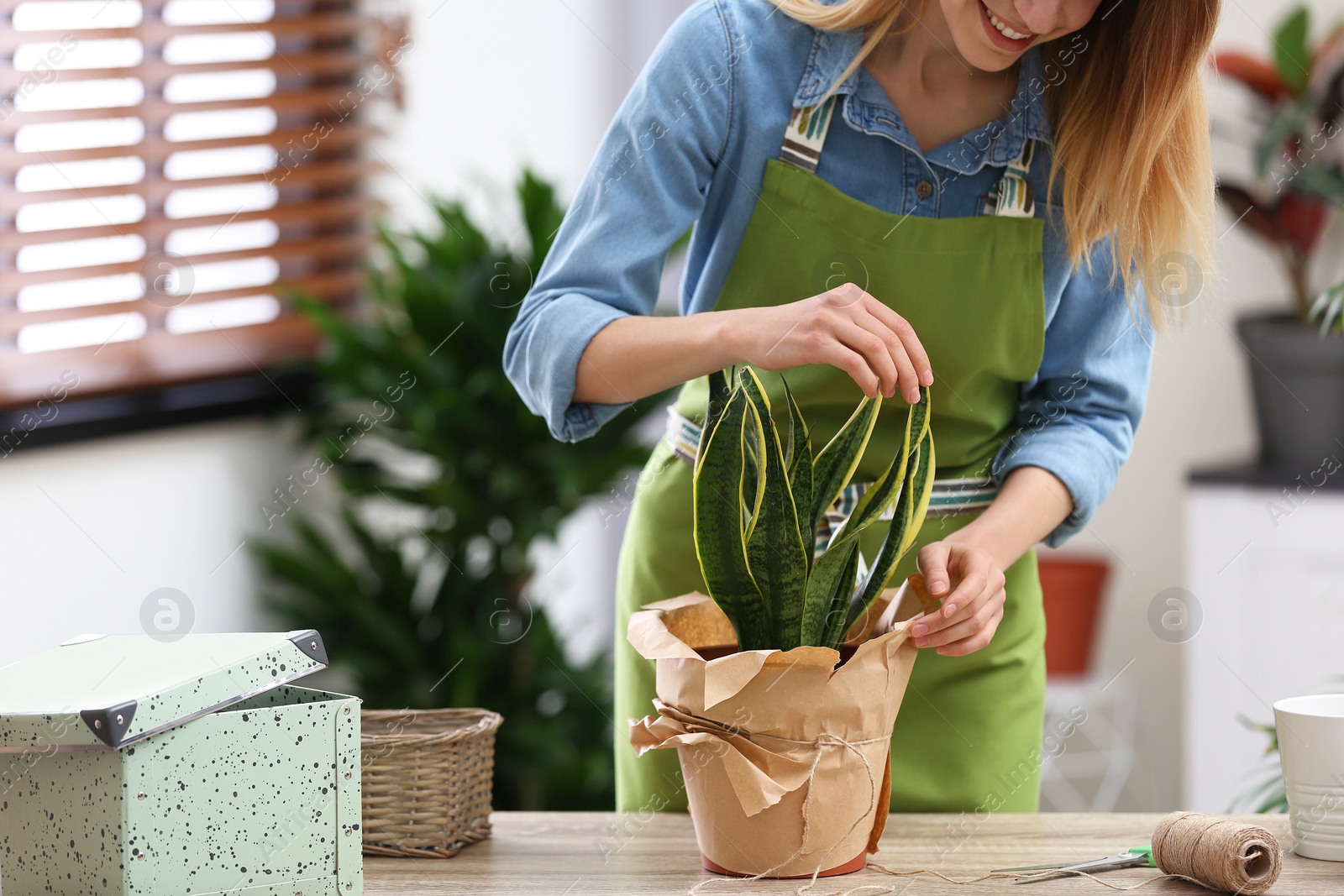 Photo of Young woman taking care of houseplant indoors, closeup. Interior element