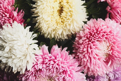 Beautiful fresh asters as background, closeup. Autumn flowers