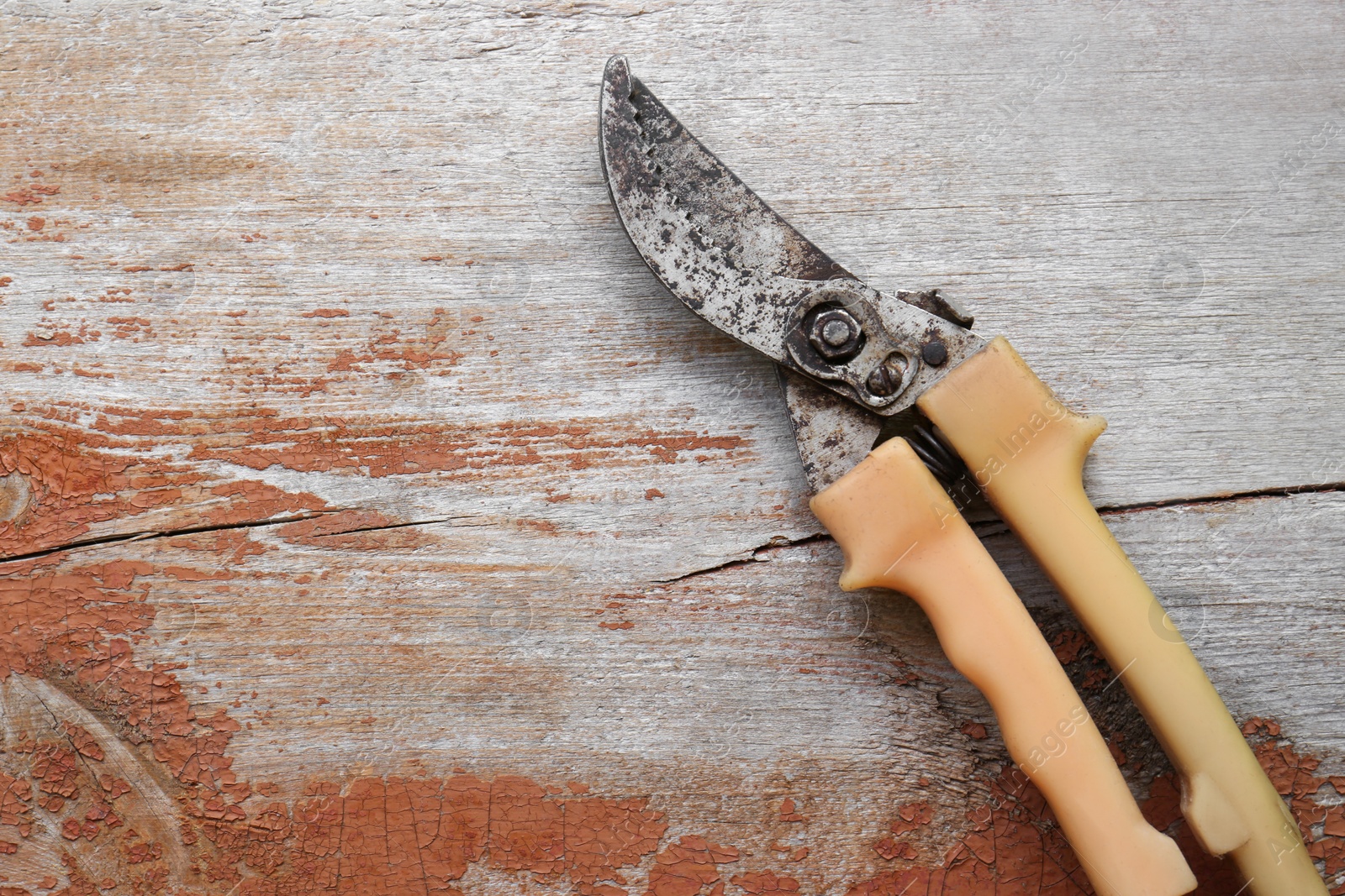 Photo of Old secateur on wooden background, top view. Space for text