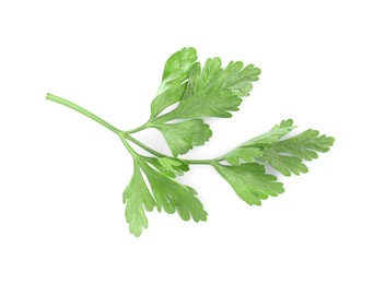 Photo of Sprig of fresh green parsley leaves isolated on white, top view