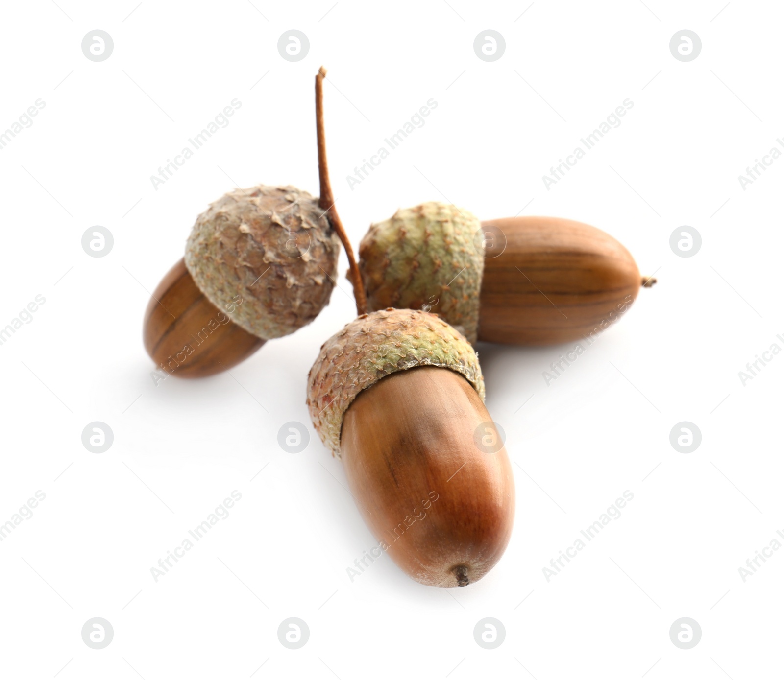 Photo of Oak twig with acorns on white background
