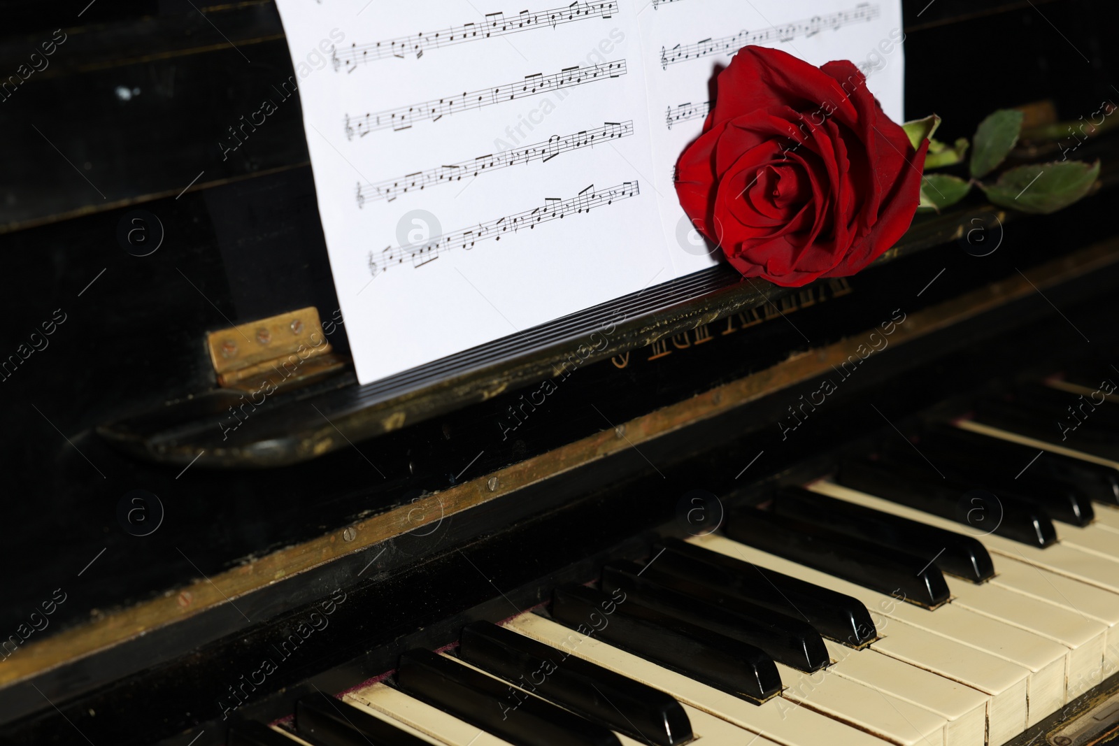 Photo of Beautiful red rose and musical notes on piano, closeup