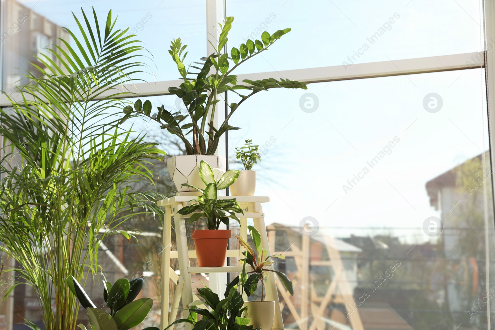 Photo of Different green potted plants near window at home. Space for text