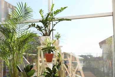 Photo of Different green potted plants near window at home. Space for text