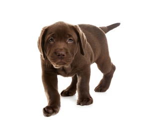 Chocolate Labrador Retriever puppy on white background