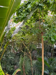 Photo of Many different plants growing in botanical garden