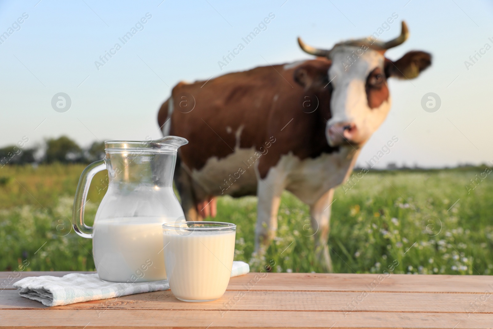 Photo of Glass with jug of milk on wooden table and cow grazing in meadow