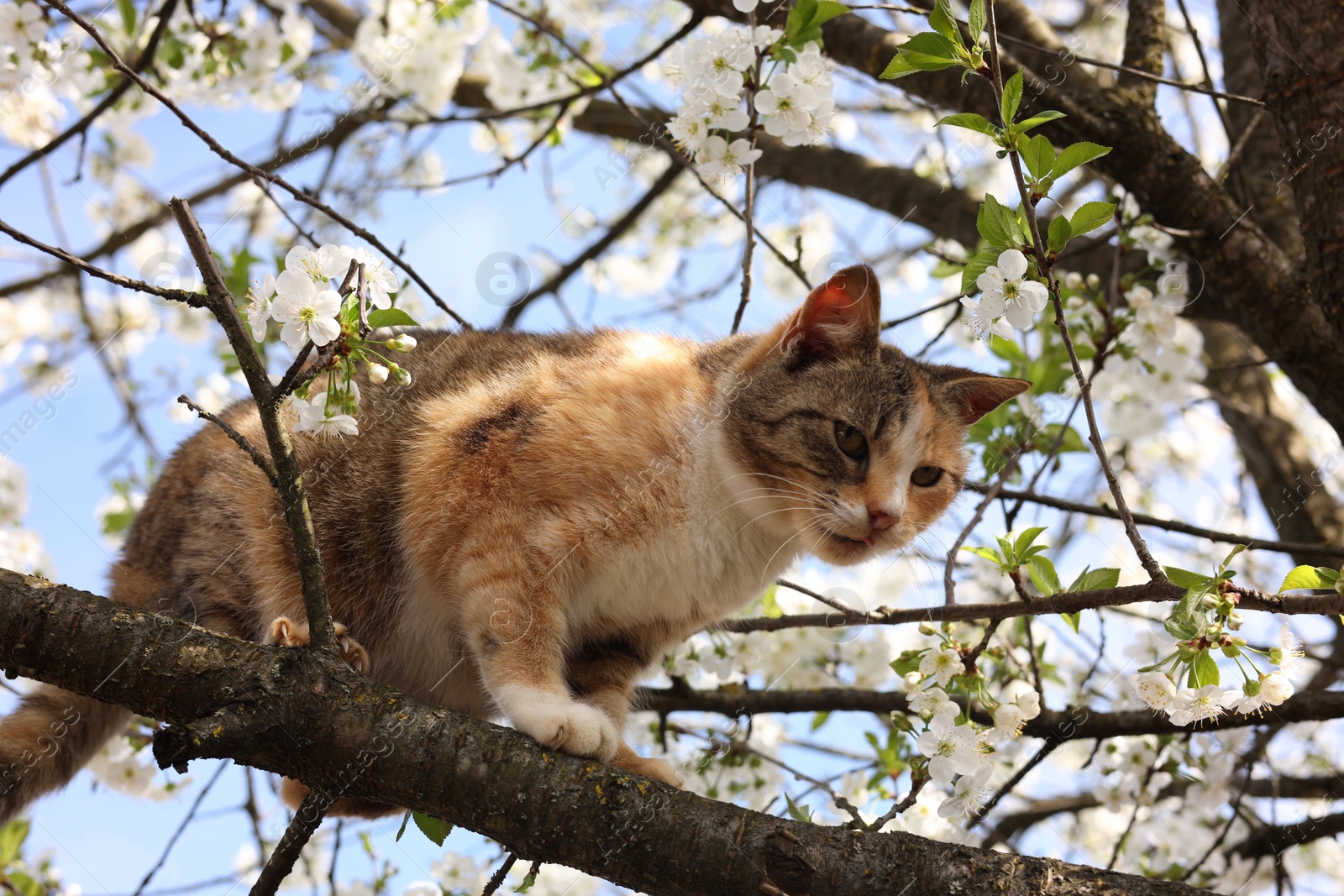 Photo of Cute cat on blossoming spring tree outdoors