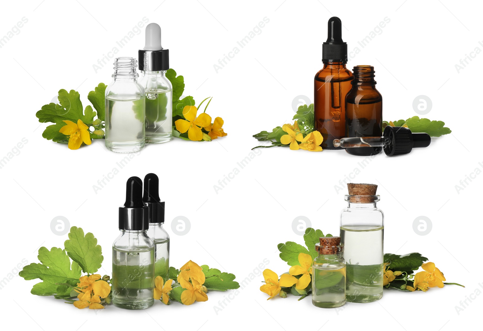 Image of Set with celandine essential oil in bottles on white background