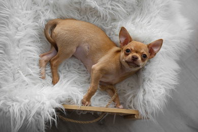 Photo of Cute Chihuahua puppy on faux fur indoors, top view. Baby animal
