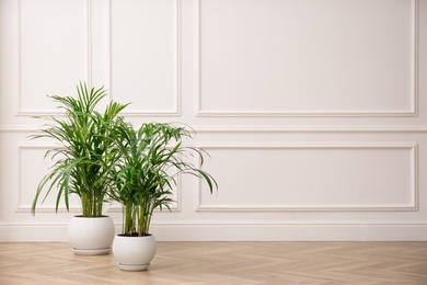 Photo of Beautiful indoor palm plants on floor in room, space for text. House decoration