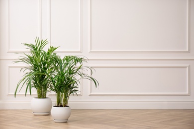 Beautiful indoor palm plants on floor in room, space for text. House decoration