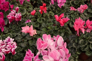 Photo of Many potted blooming flowers, closeup view. Home gardening