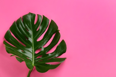 Beautiful monstera leaf on pink background, top view with space for text. Tropical plant