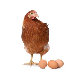 Photo of Chicken with eggs on white background. Domestic animal