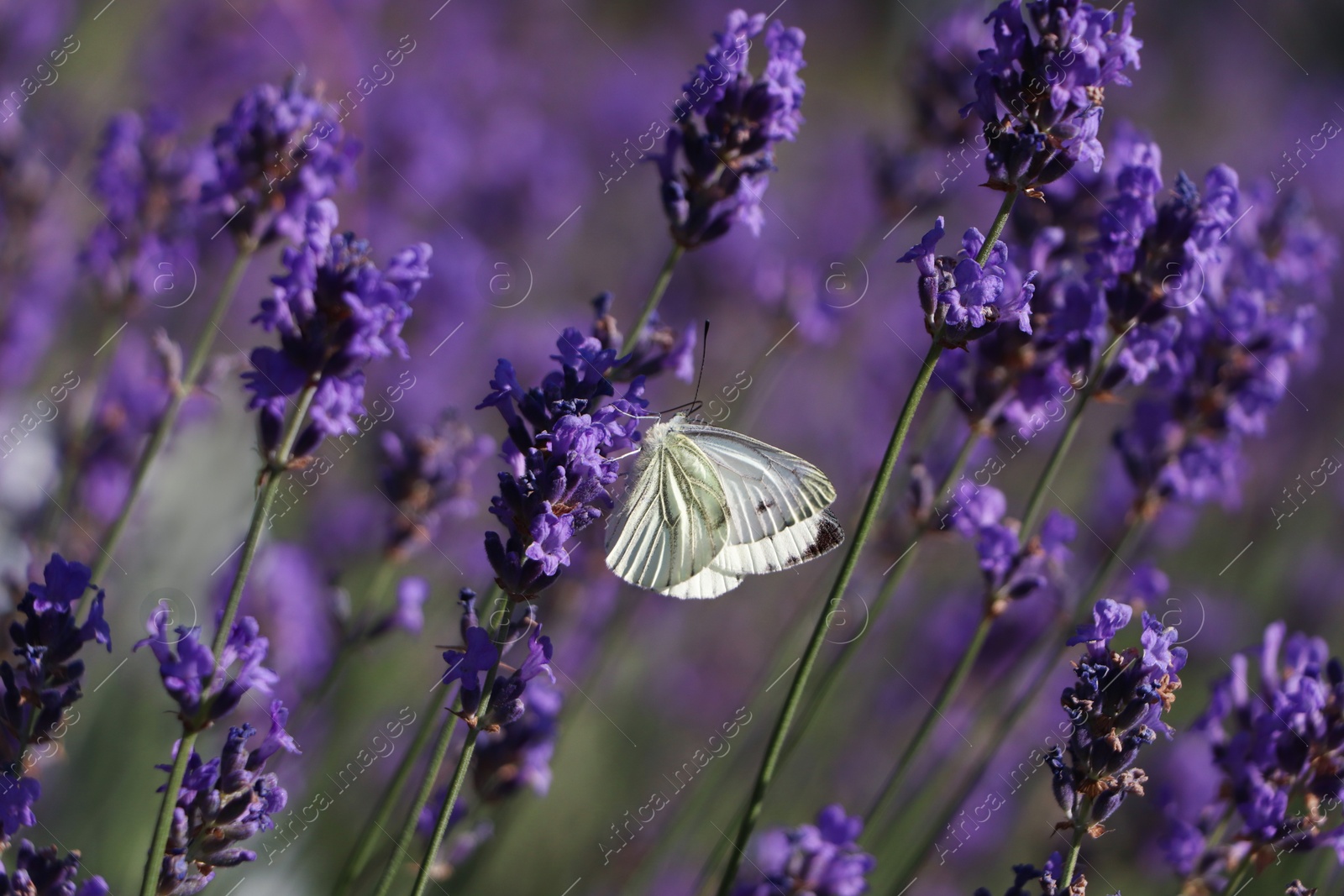 Photo of Beautiful butterfly in lavender field on sunny day, closeup