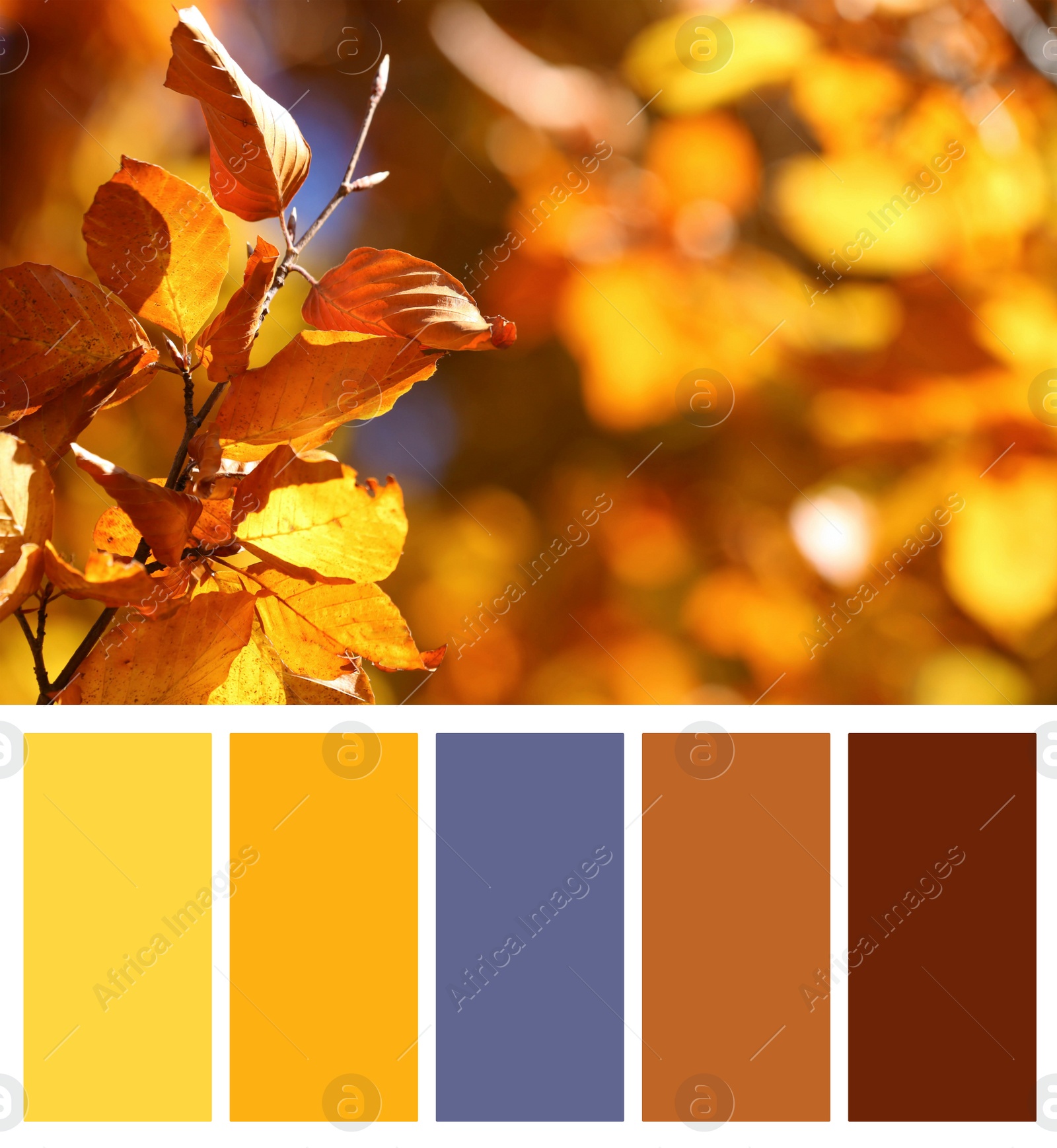 Image of Color palette appropriate to photo of tree with beautiful bright autumn leaves outdoors, closeup