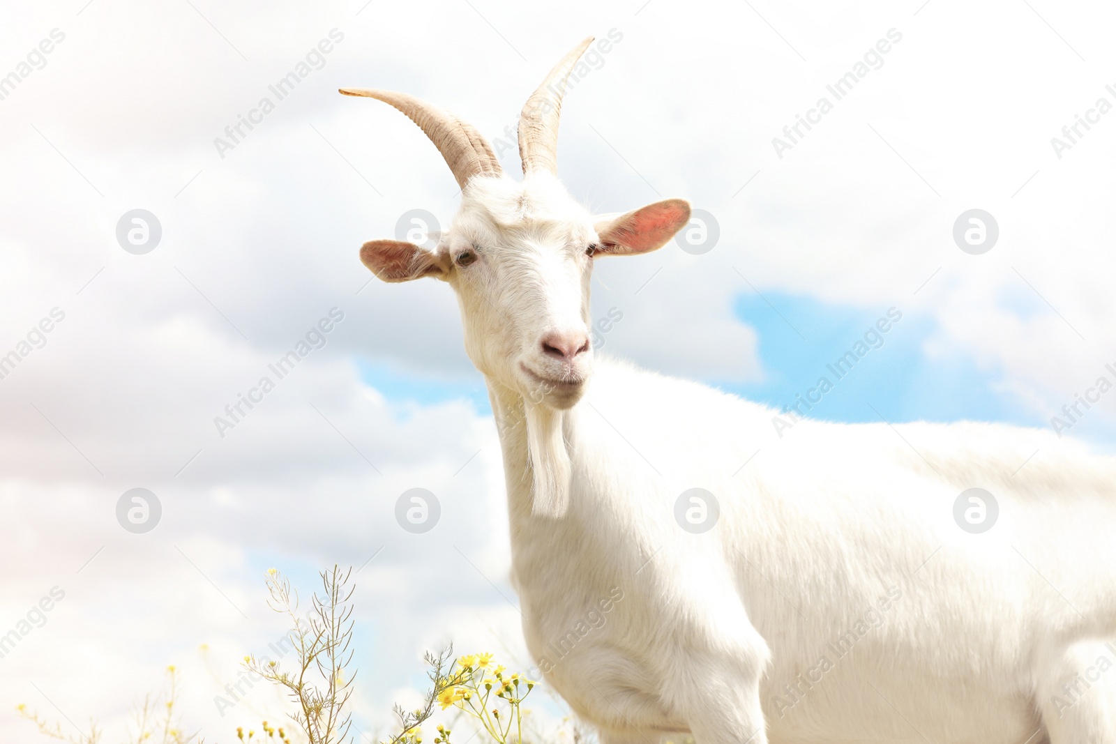 Photo of Beautiful white goat against cloudy sky. Animal husbandry