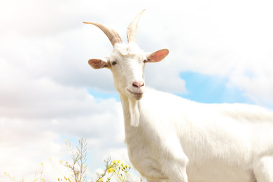 Photo of Beautiful white goat against cloudy sky. Animal husbandry