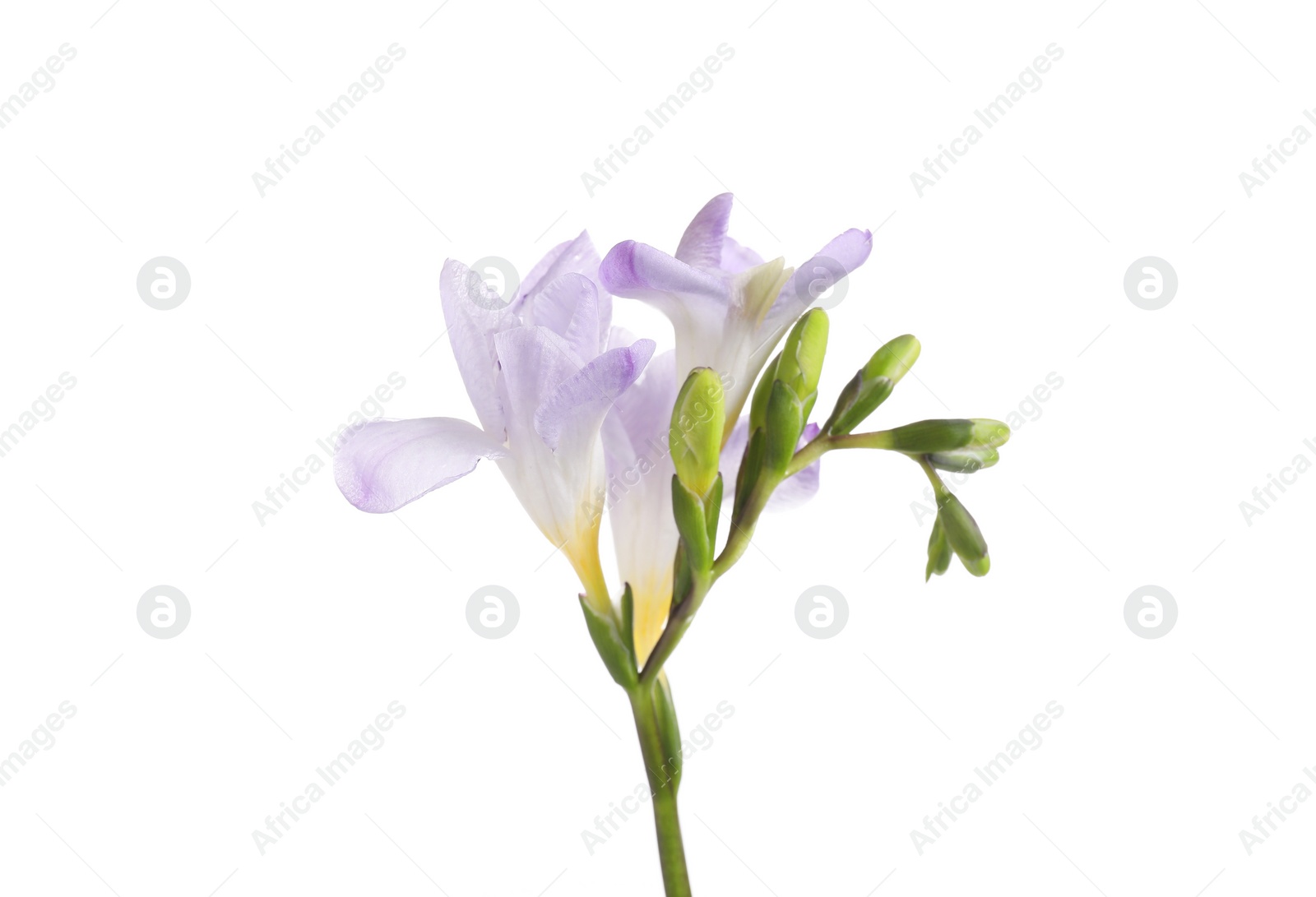 Photo of Beautiful violet freesia flower isolated on white