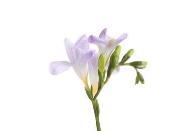 Photo of Beautiful violet freesia flower isolated on white