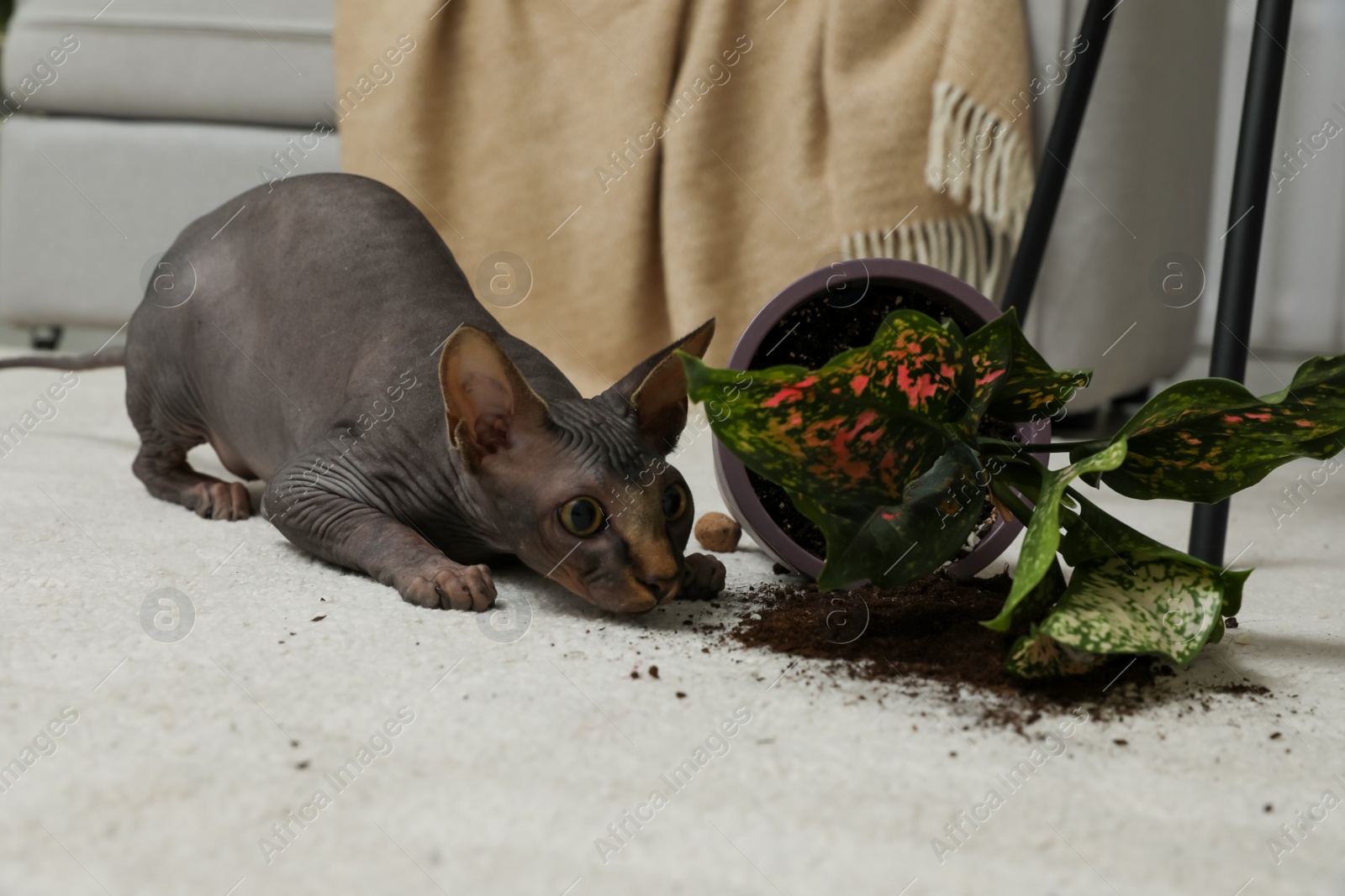 Photo of Sphynx cat near overturned houseplant on carpet at home