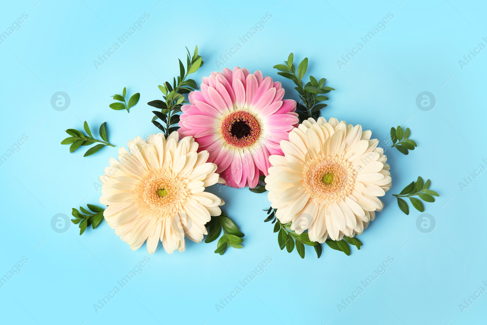 Photo of Flat lay composition with beautiful bright gerbera flowers on color background, top view