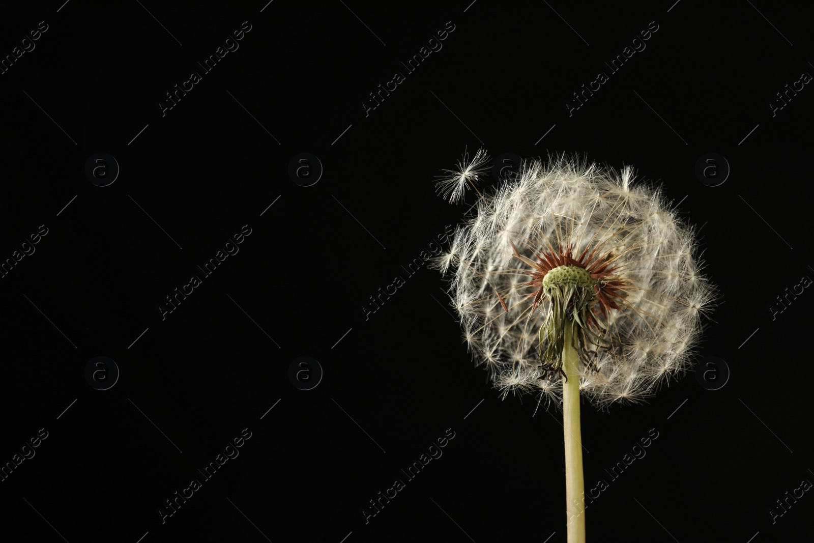 Photo of Beautiful dandelion flower on black background. Space for text