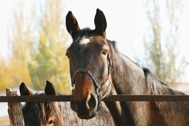 Beautiful brown horses in leather bridle outdoors