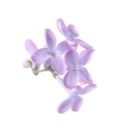 Beautiful violet lilac blossom isolated on white